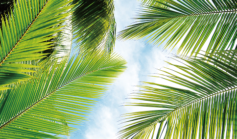 カルナバワックスの取扱量 国内No.1